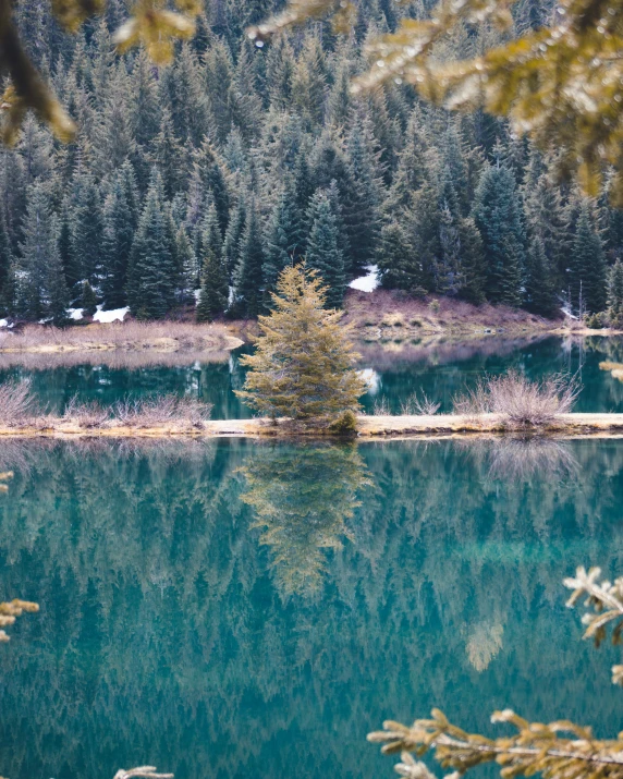 some small trees in the woods and water