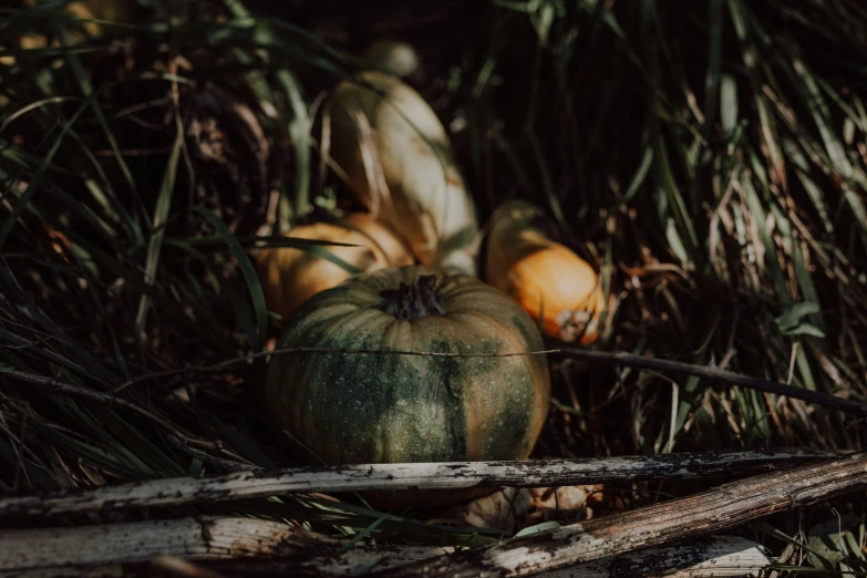 some fruit on the ground with brush and grass