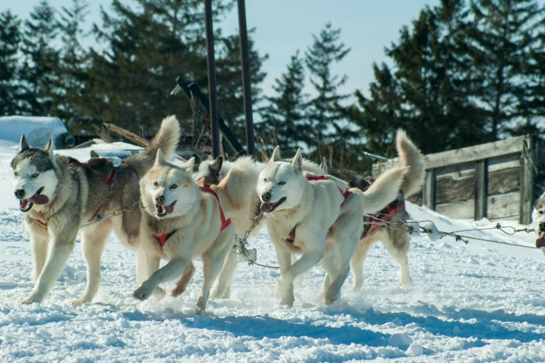 several white dogs being pulled by two men