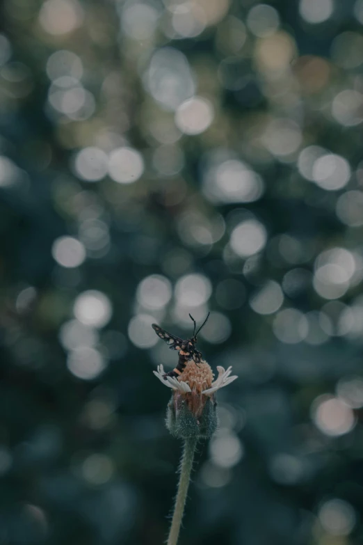 a very blurry image of a flower with bugs on it