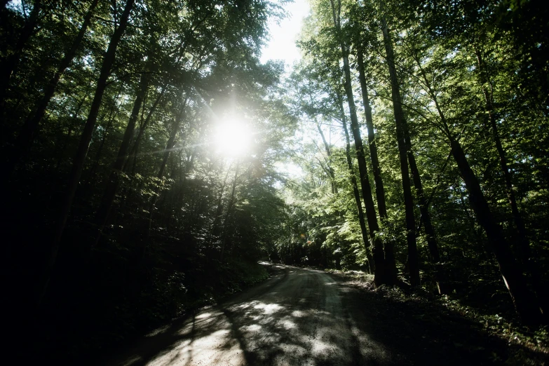 the sun shines through trees on a wooded road