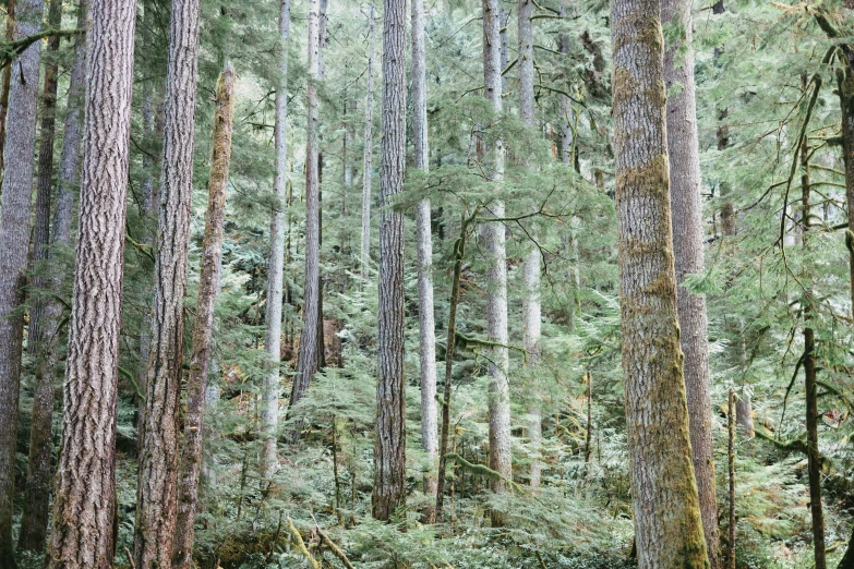 an empty bench sits in the middle of some tall trees