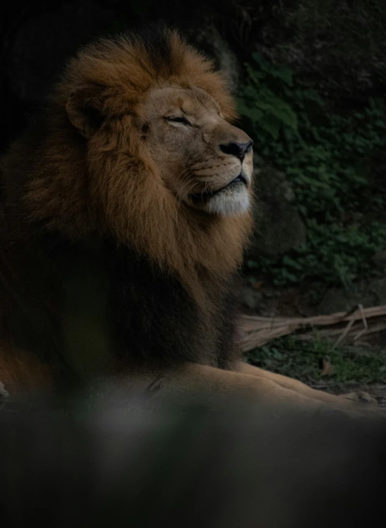 an animal is laying down with a tree in the background