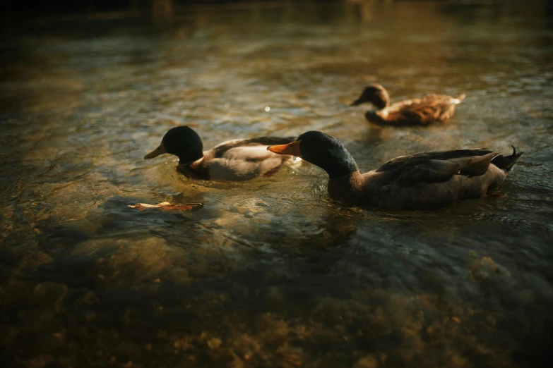 ducks floating on the lake in dark water