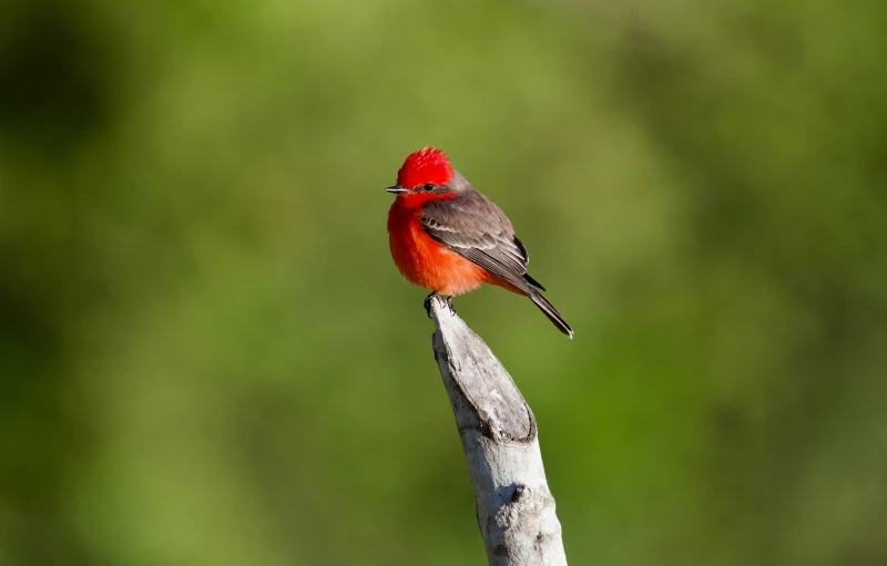 a small red - fronted bird is perched on top of a nch