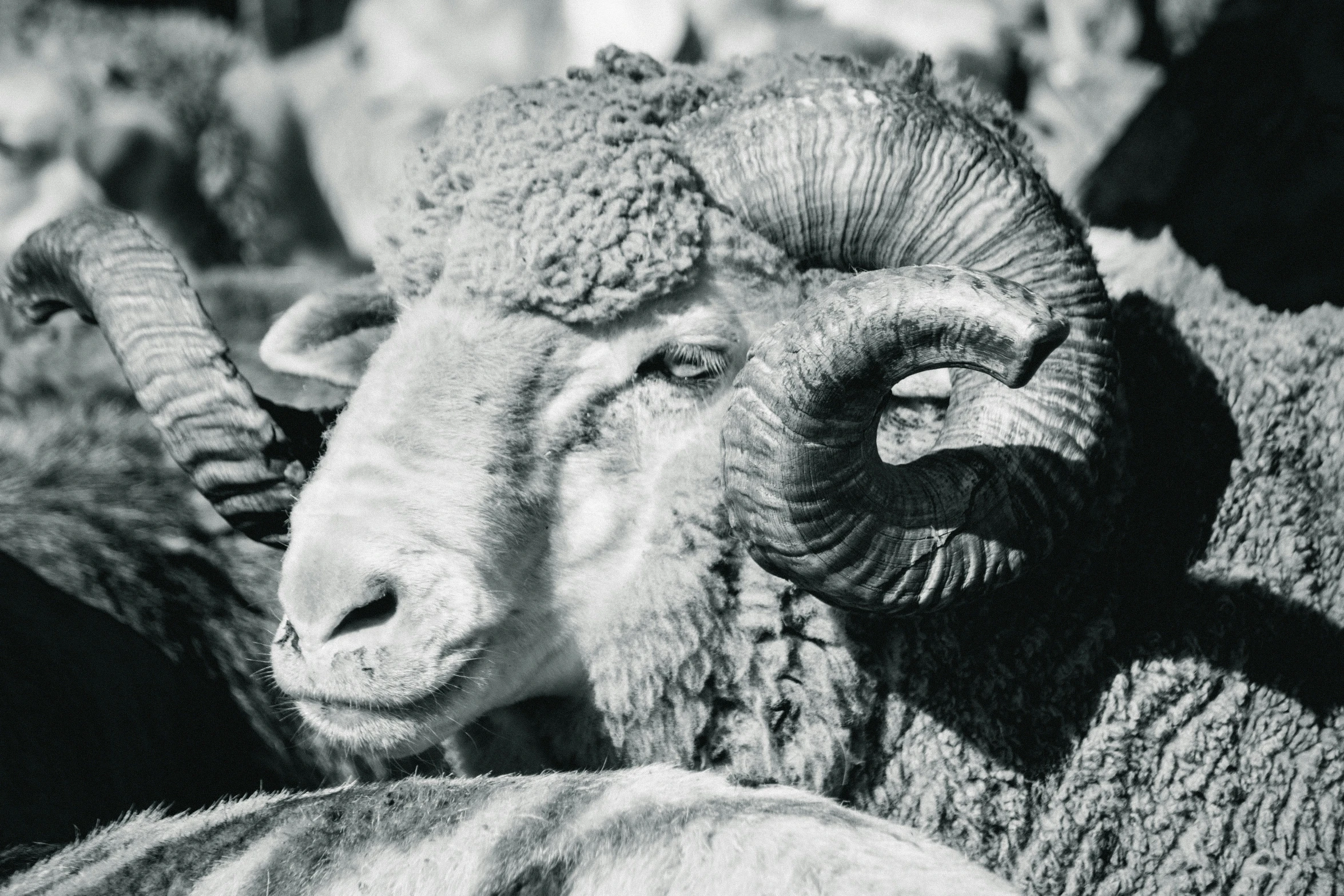 a large flock of rams in a large room