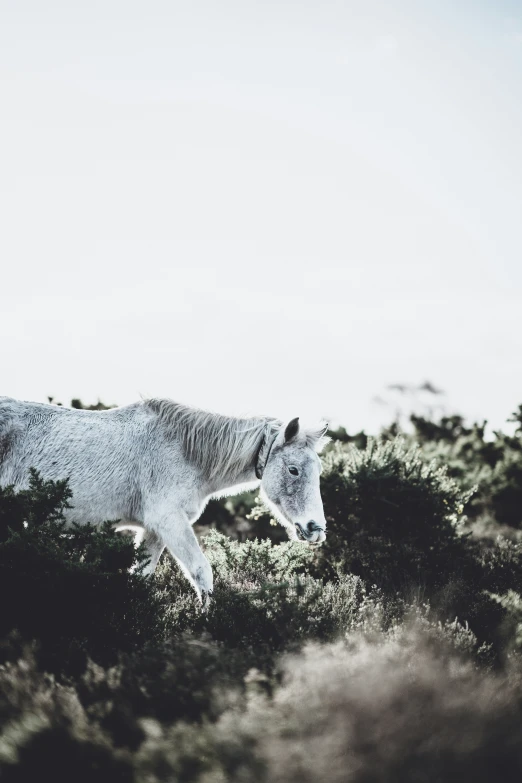 there is a horse that is walking along in the wild