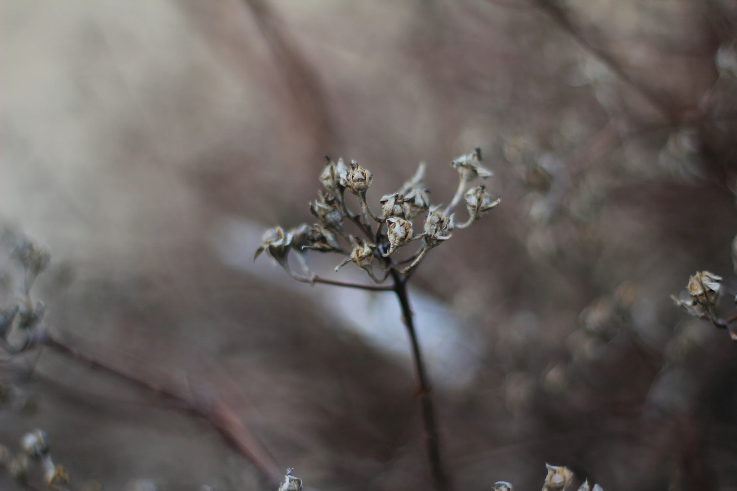 a flower grows on a stalk in a blurry picture