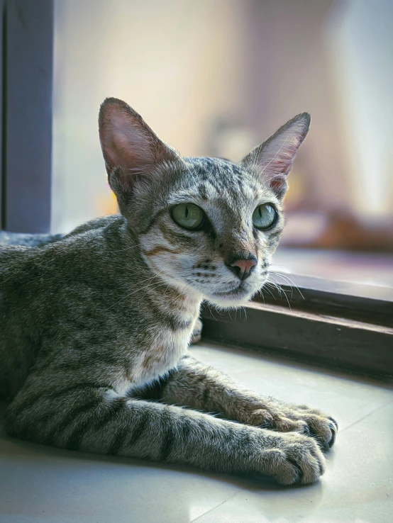 a striped cat laying on the floor in front of a mirror