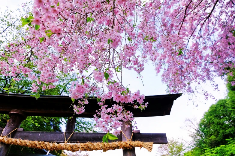 a purple cherry blossom tree next to a wooden torimi