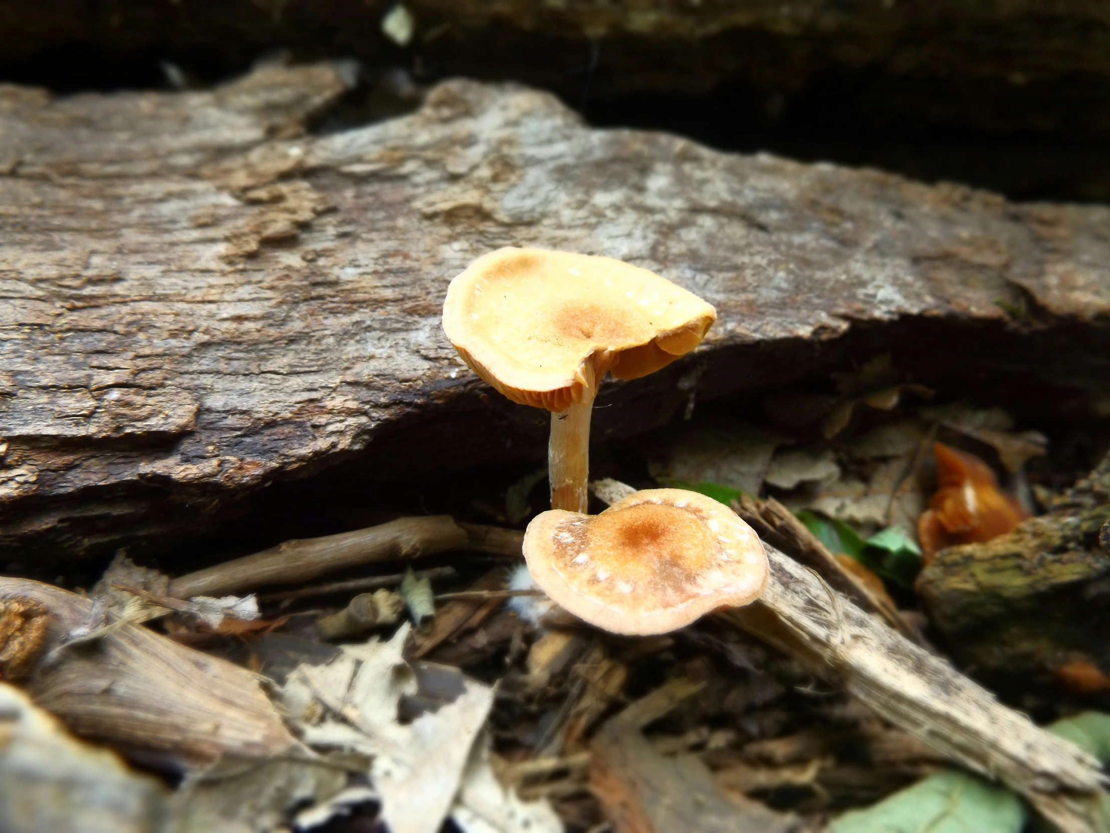 two mushrooms are growing in the middle of a log