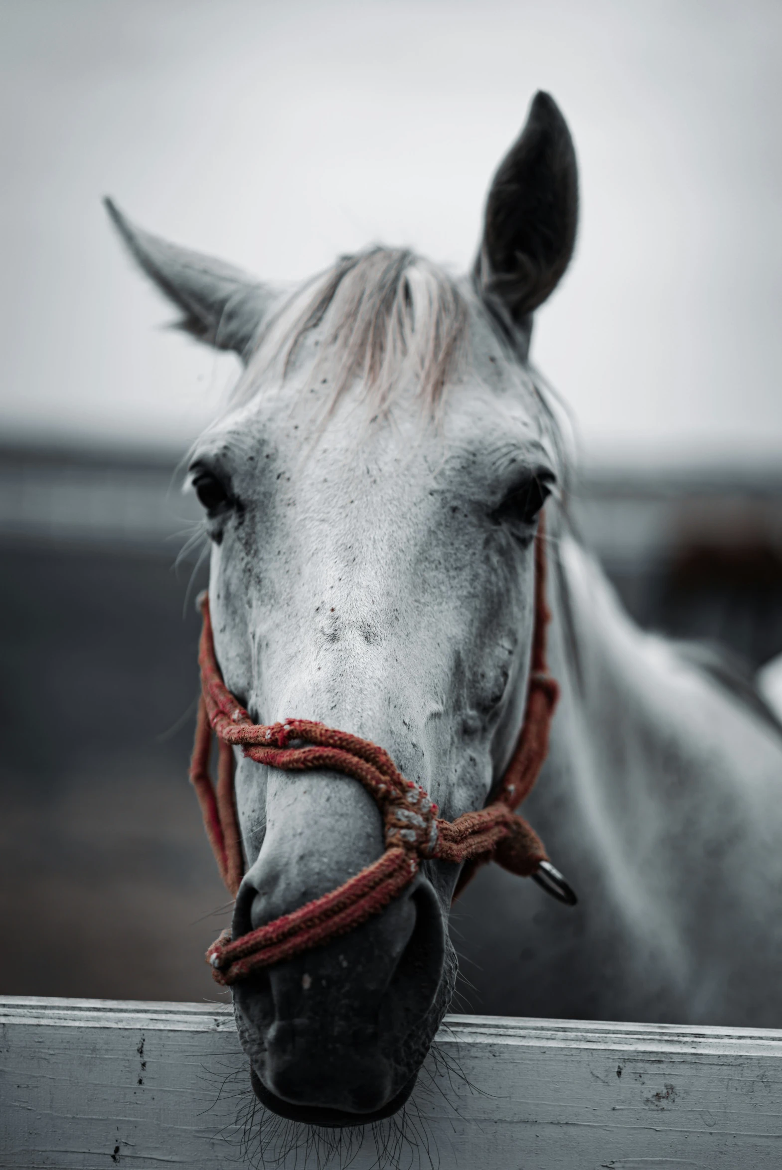 a horse with a rope around his face is shown through a fence