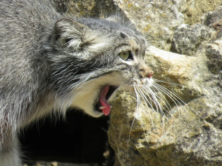 a cat yawns while trying to control his surroundings