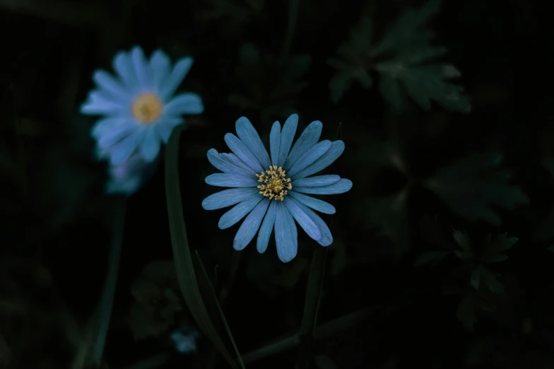 two blue flowers on black background with sunlight in center