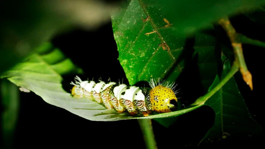 a caterpillar is walking on a green leaf