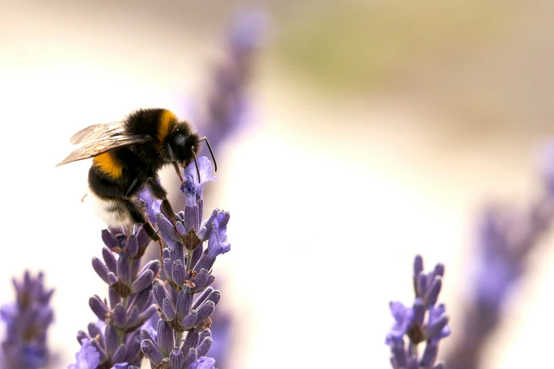 the bee is on the flower on the white background