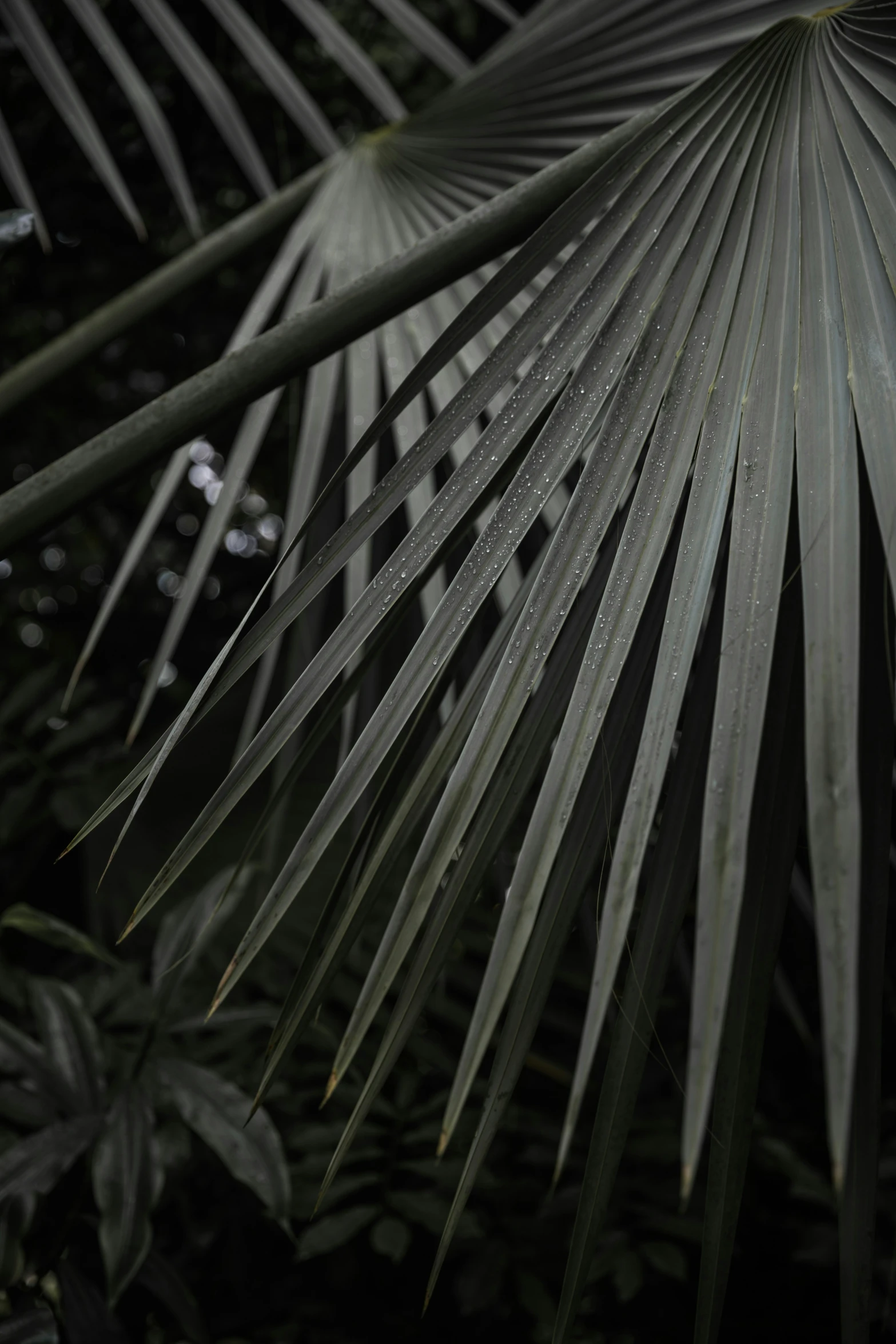 close up of palm leaf in rain storm