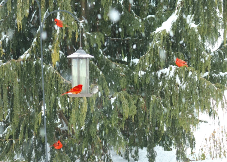 birds are flying around the feeders outside in the snow