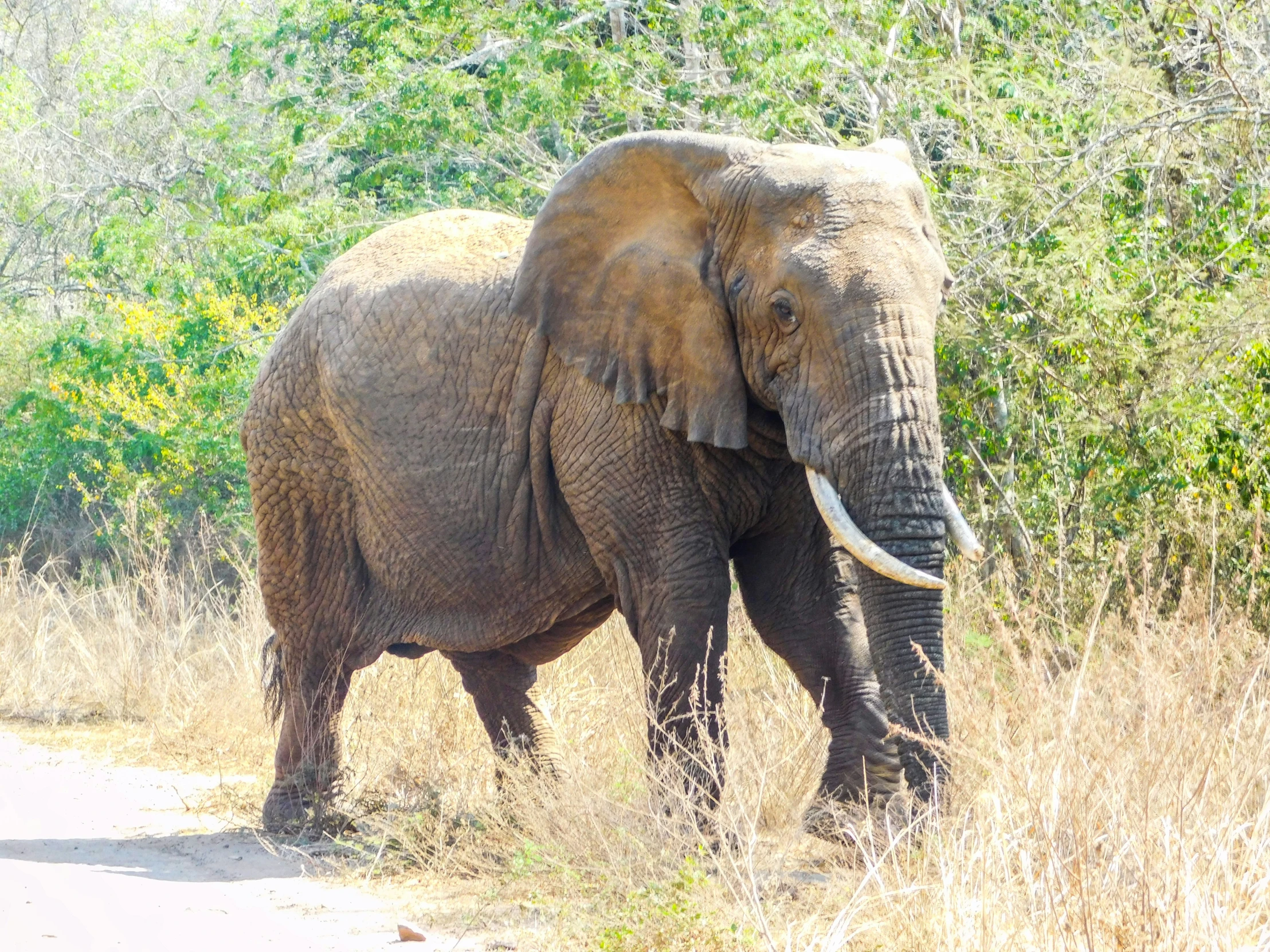 an elephant walks in a grassy area next to some brush