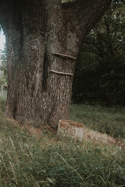 an old tree that is in the grass next to a fence