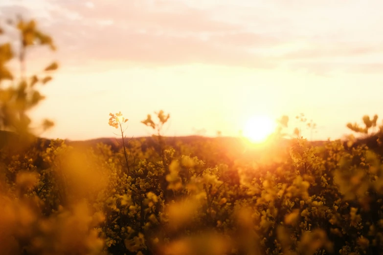 the sun is setting over some bushes