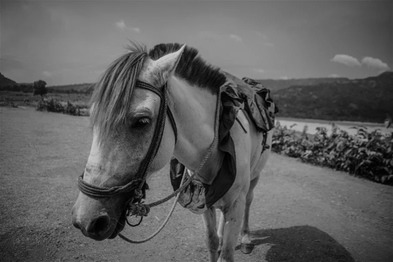 black and white image of horse with saddle standing in middle of road