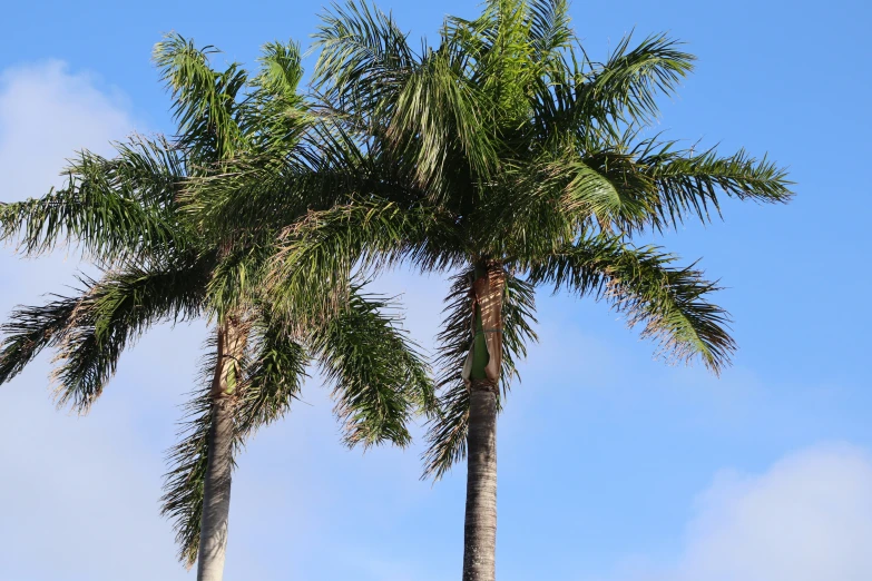 two palm trees on a sunny day with a blue sky