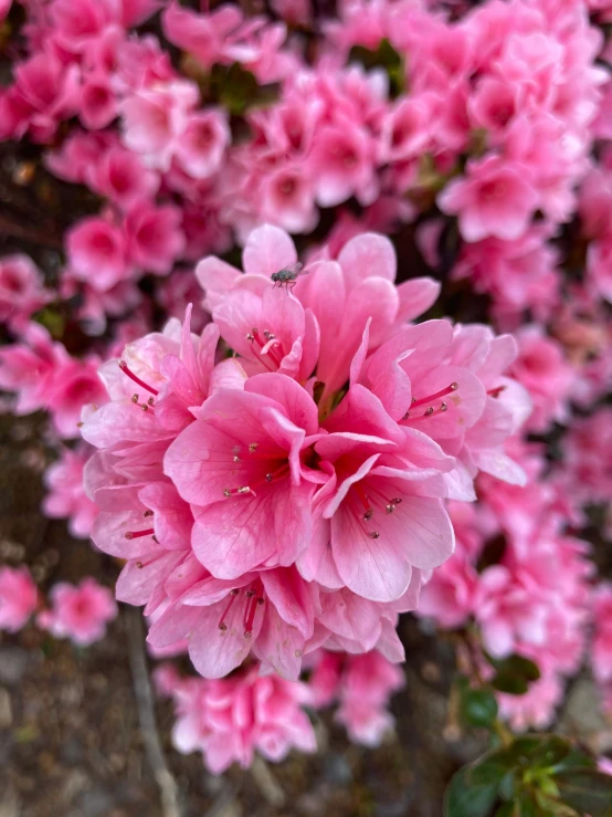 bright pink flowers on a stalk in the rain