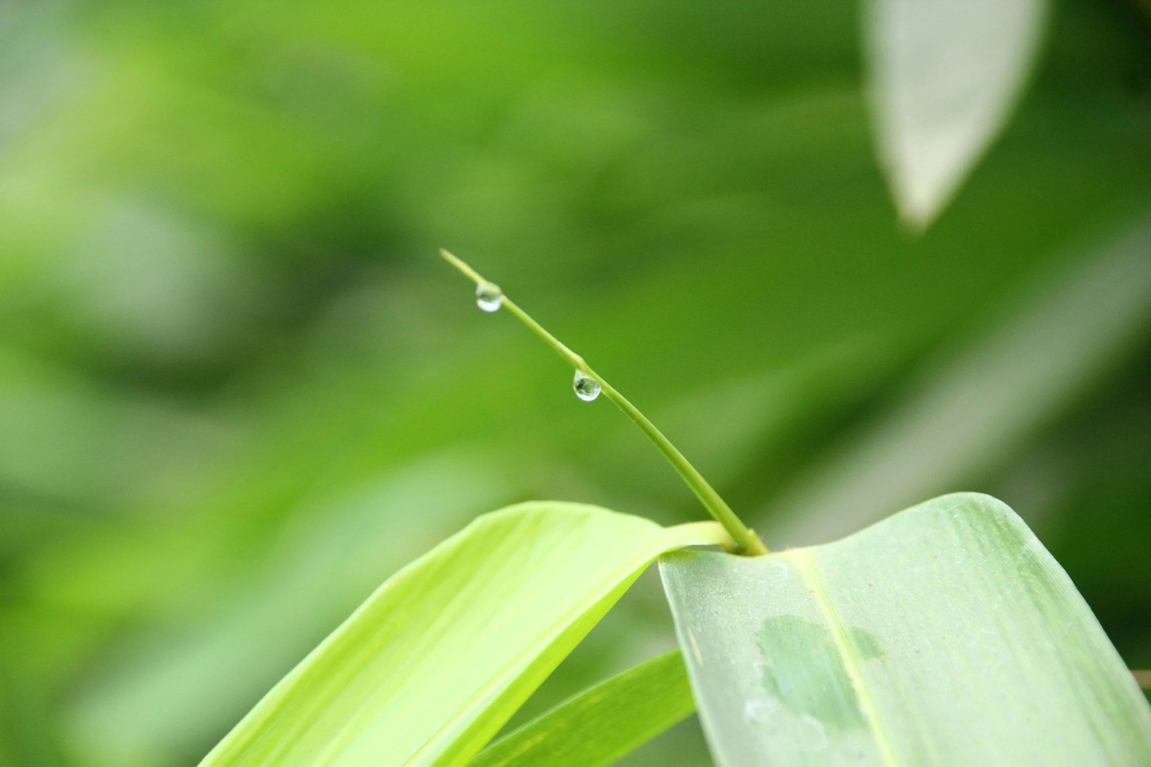 a green plant with drops of water on it