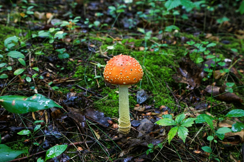 a small orange mushroom on a mossy area