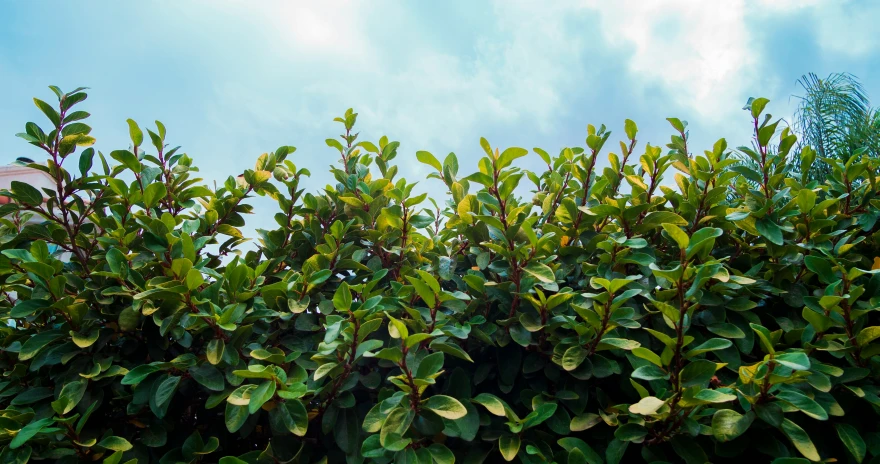 a bush full of green leaves in the foreground and a blue sky in the background