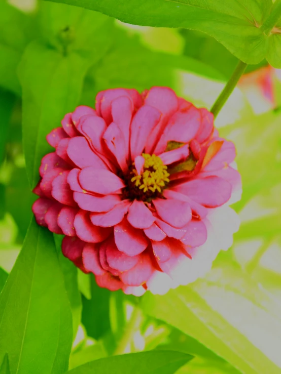 a pink flower that has petals on it