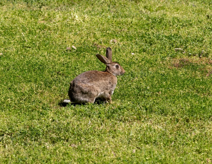 a rabbit on green grass near one side