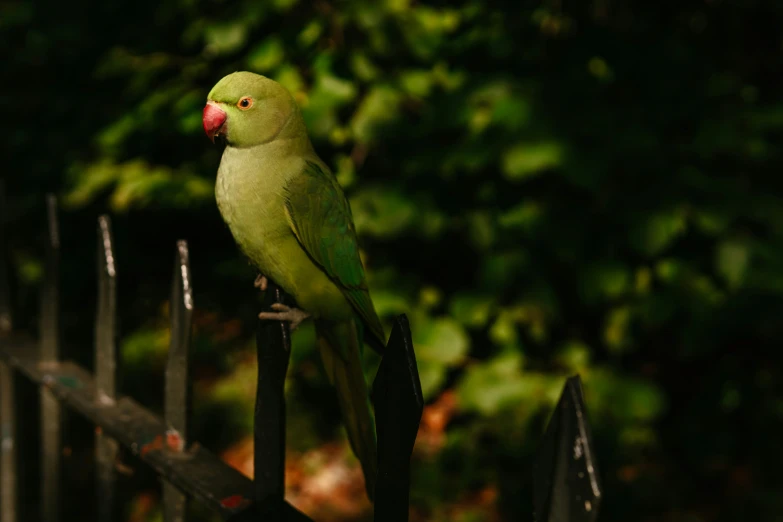 green bird is perched on the black iron fence