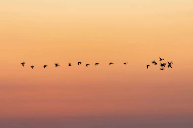 birds flying across the sky at sunset