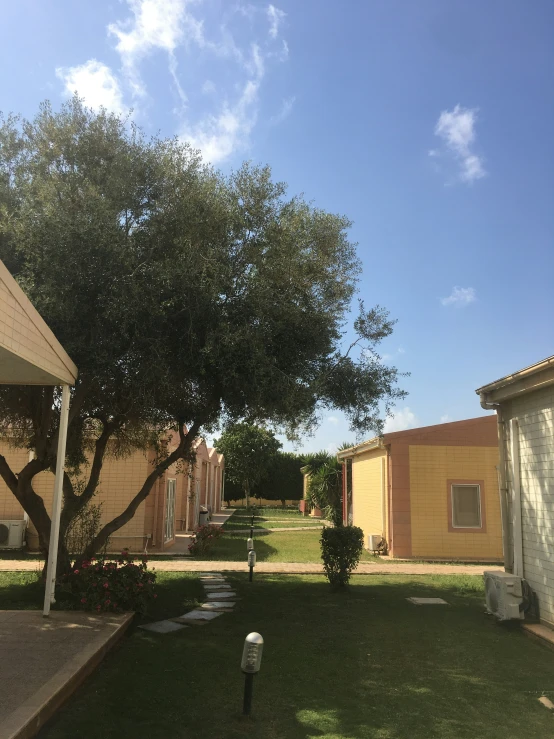 several buildings are seen behind a single tree