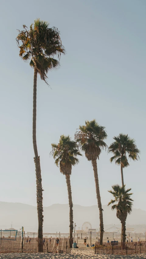 three palm trees and a sign next to a beach