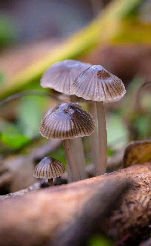 two mushrooms that are sitting on a stump