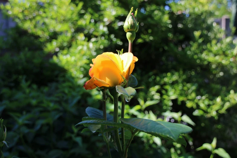 a yellow rose with green leaves and a blurry background