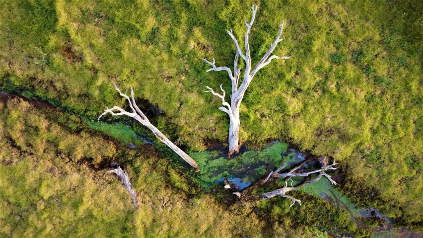 a dead tree in an open field by itself