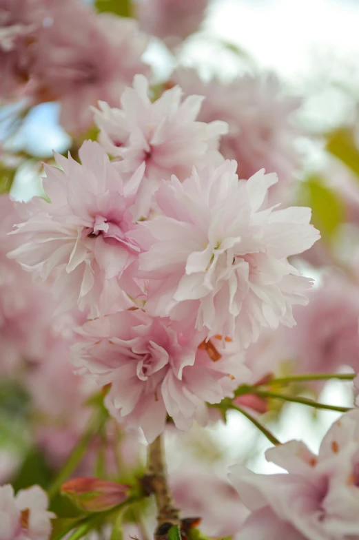 a cluster of pink flowers on a tree