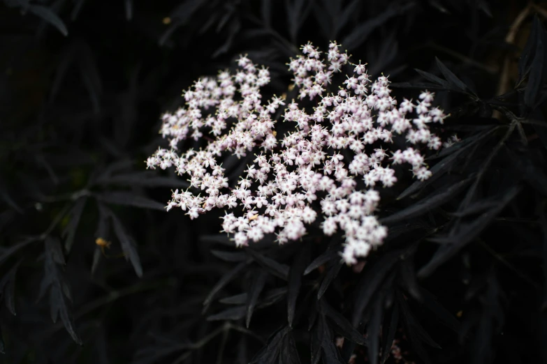 some white flowers that are growing from a tree