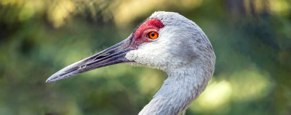 a grey bird with a red head and red eyes