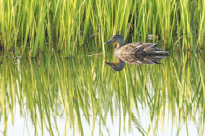 the two ducks are swimming in the water