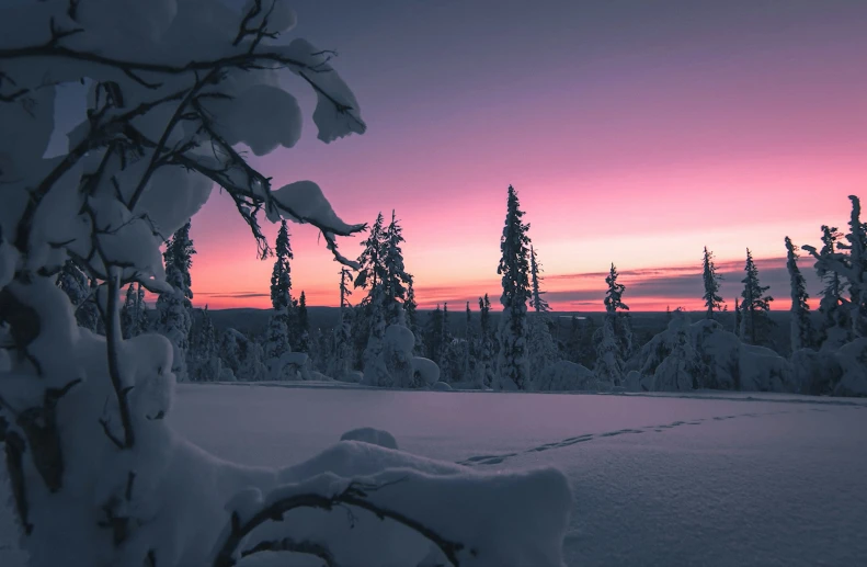 the sun is setting as seen behind evergreens