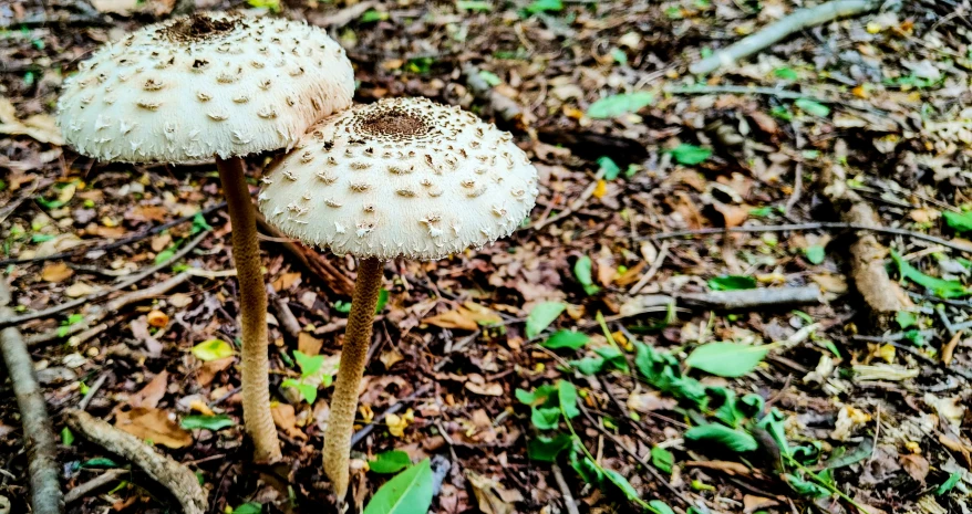 the ground is covered in a cluster of mushrooms