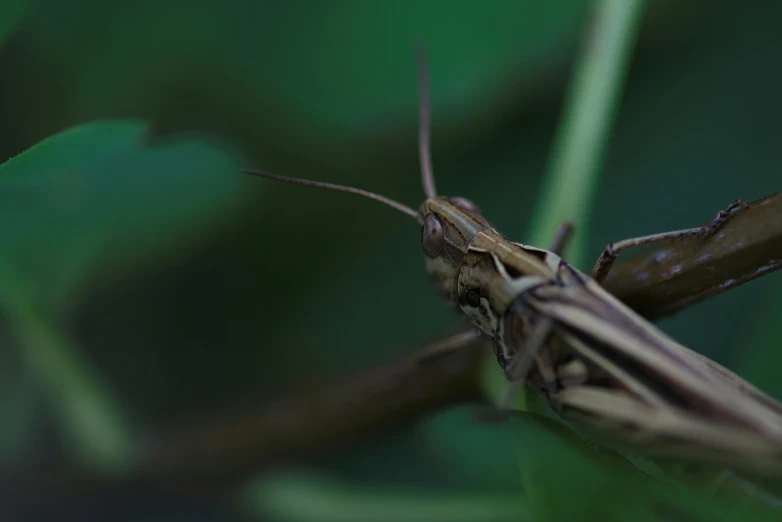 a close up image of a grasshopper on a plant