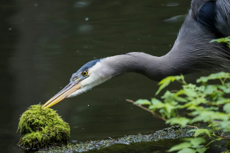 a grey heron has it's beak in a dle of water