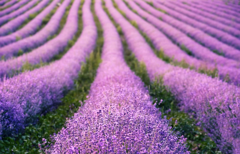 a lavender field with rows in the foreground