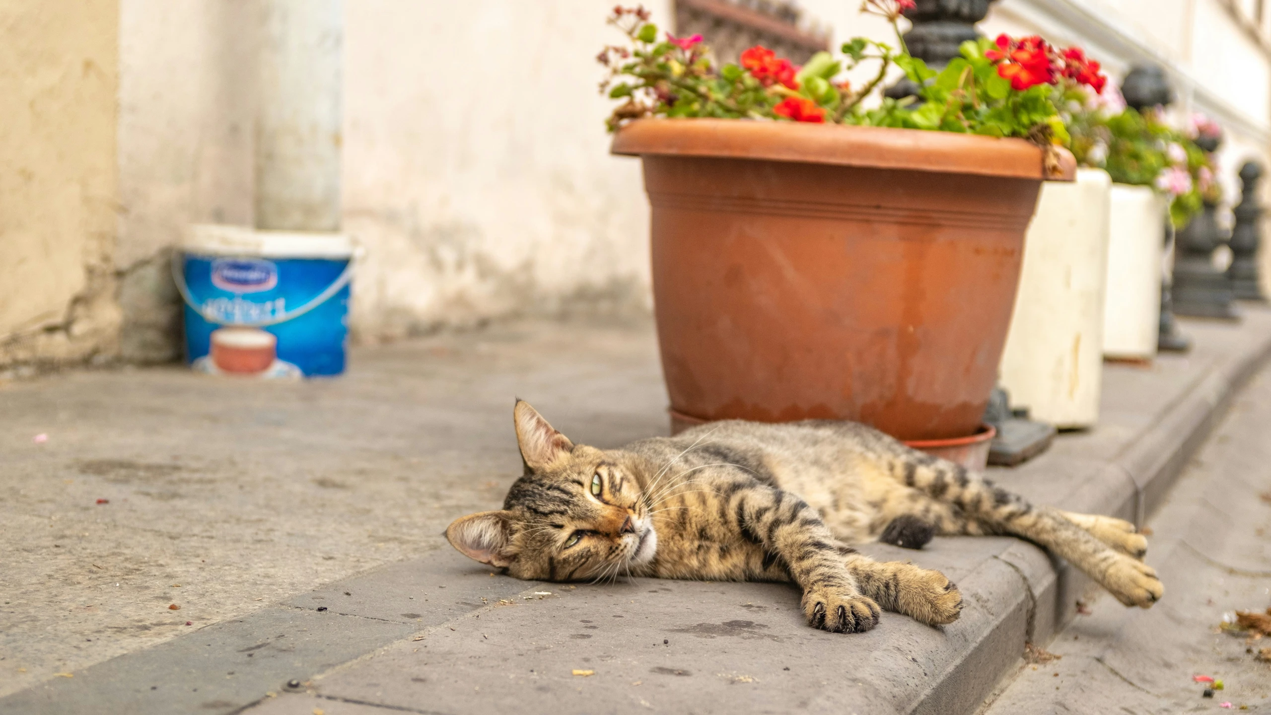 a cat sleeping on the side of the street